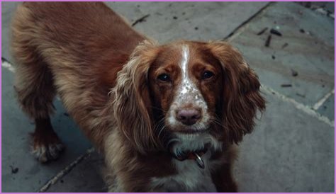 do cocker spaniels shed