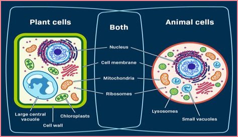 what do plant cells have that animal cells do not